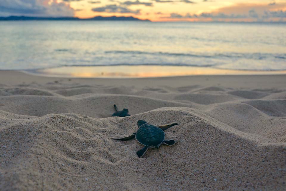 Green sea turtle hatchlings crossing the sand toward the sea