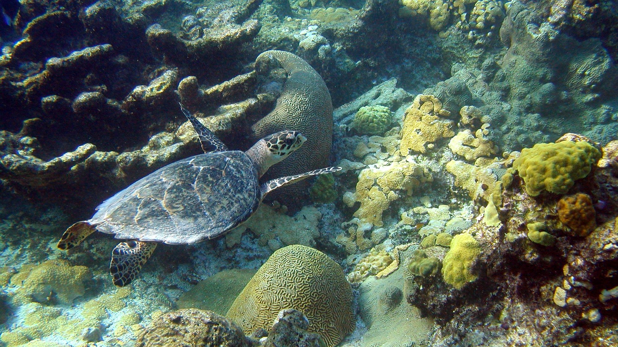 A young hawksbill turtle swimming over brain coral