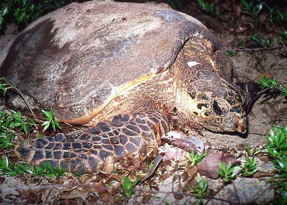 A hawksbill turtle nesting in the sand