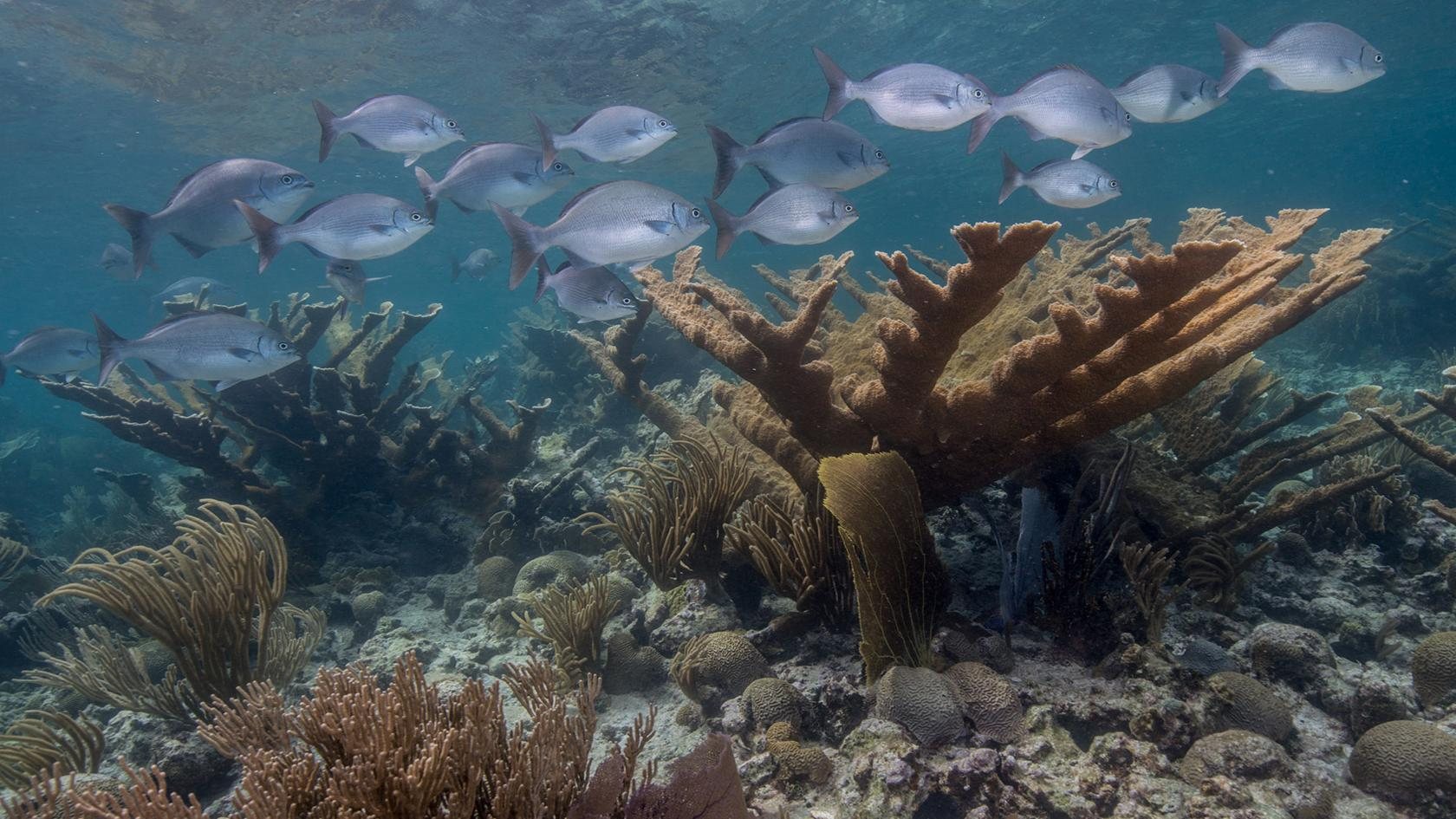 Fish swimming over elkhorn coral and sea fans