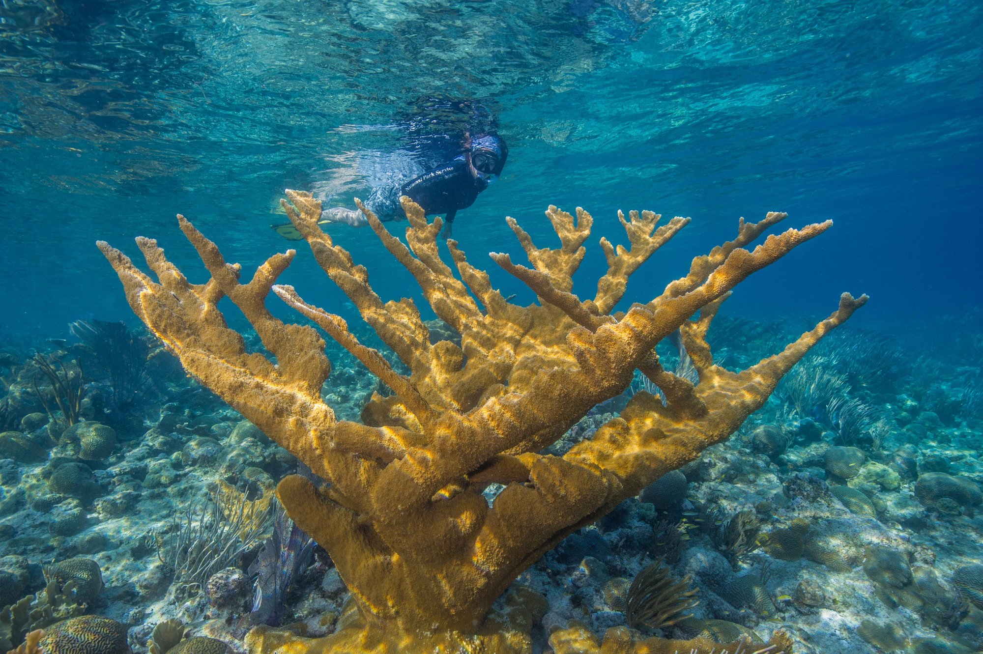 A snorkeler floating above a large branching elkhorn coral