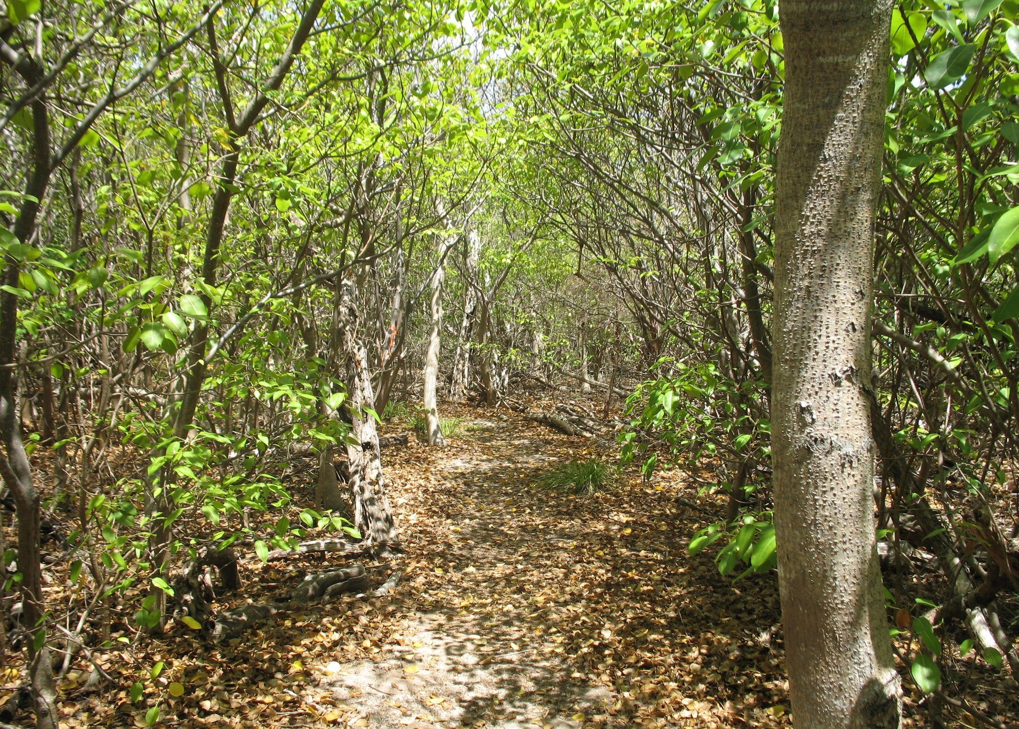 A shaded hiking trail through the beach forest