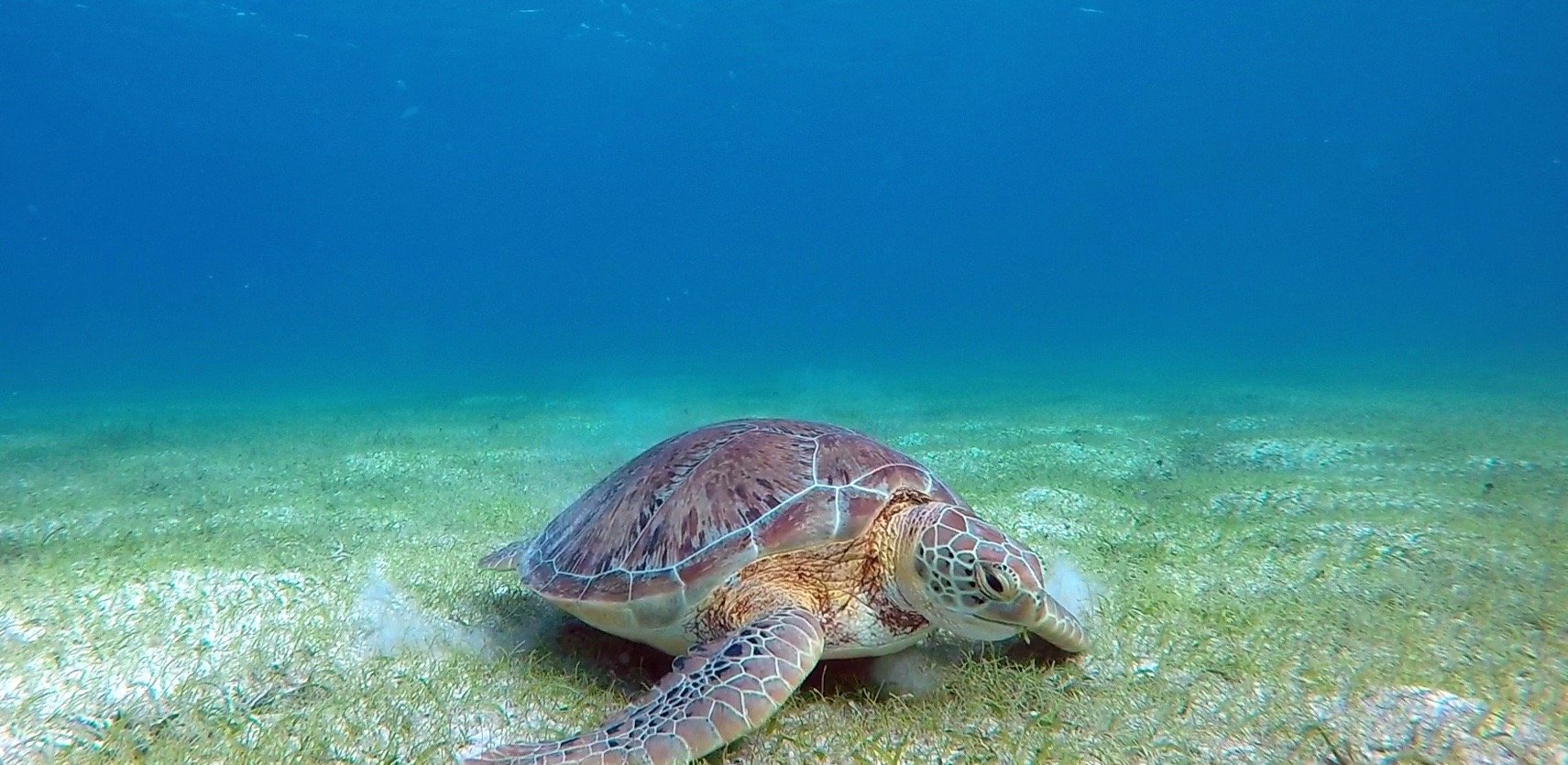 A green sea turtle grazing on seagrass in clear blue water